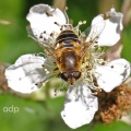 Eristalis nemorum, female, Bookham Common, Alan Prowse